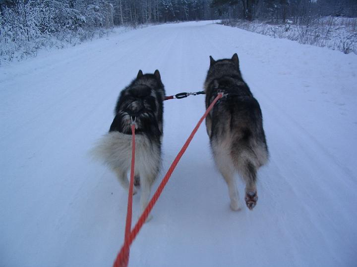 Marraskuu-07 ajoa 021.jpg - Ajoa Awan ja Repen kanssa marraskuu -07 / Sledding with Awa and Repe November -07